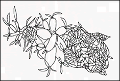 �ʂ�G